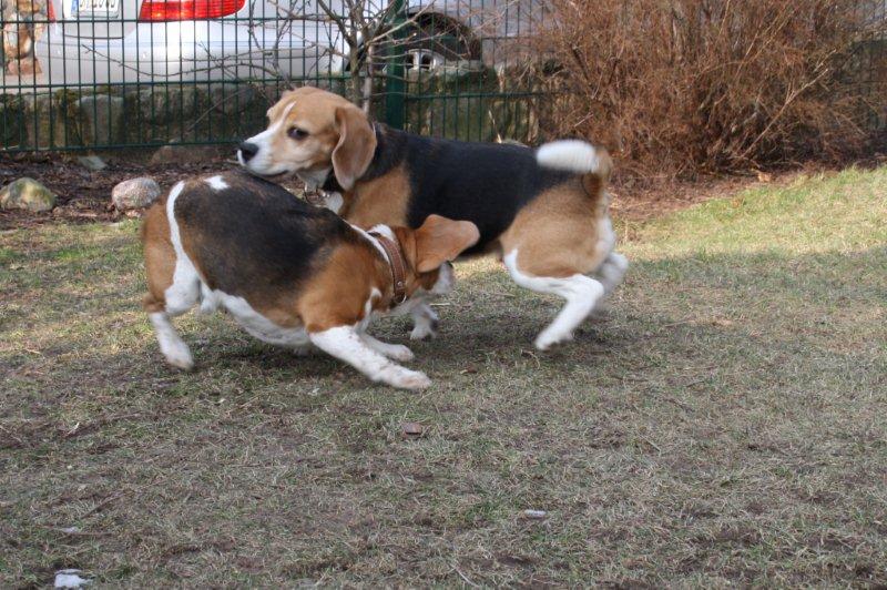Beagle Paarung, Beagles vor Deckakt